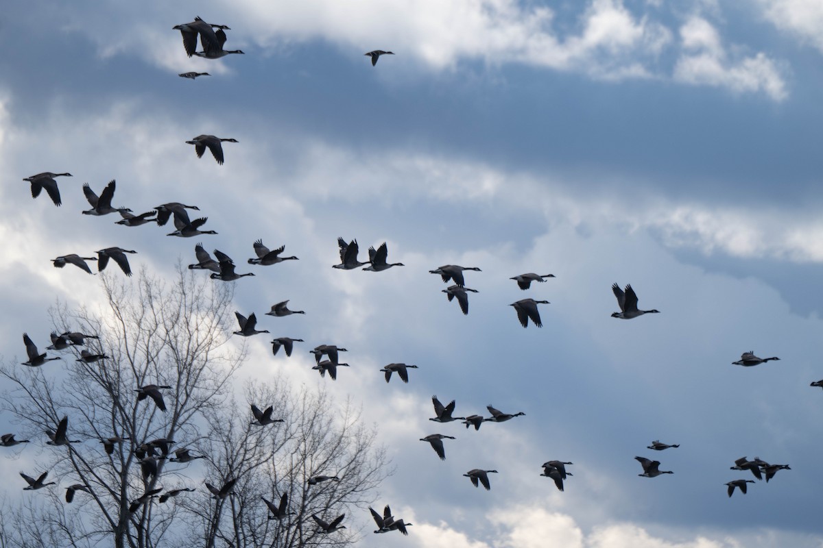 Canada Goose - ML644776381