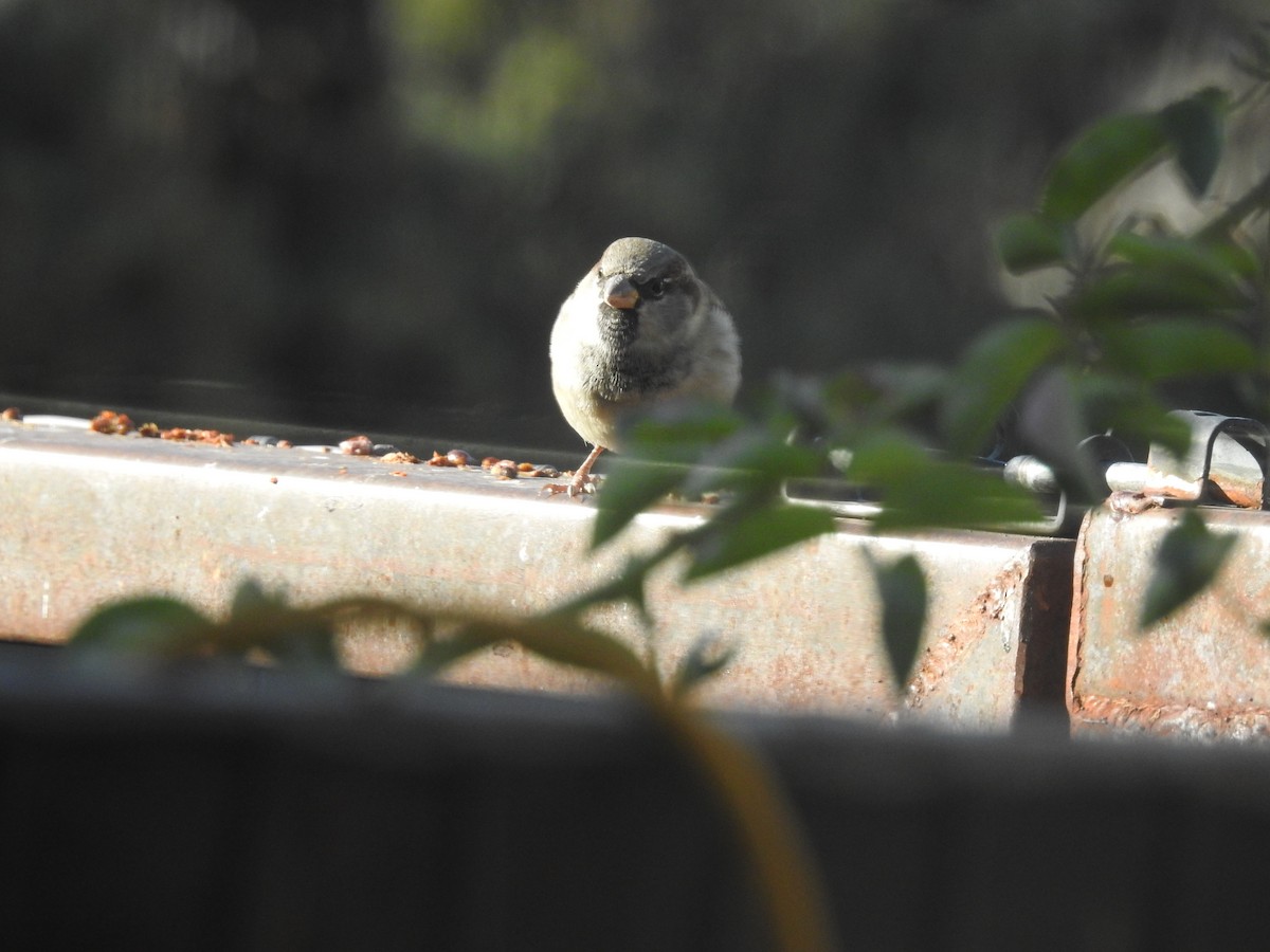 gråspurv - ML644776384