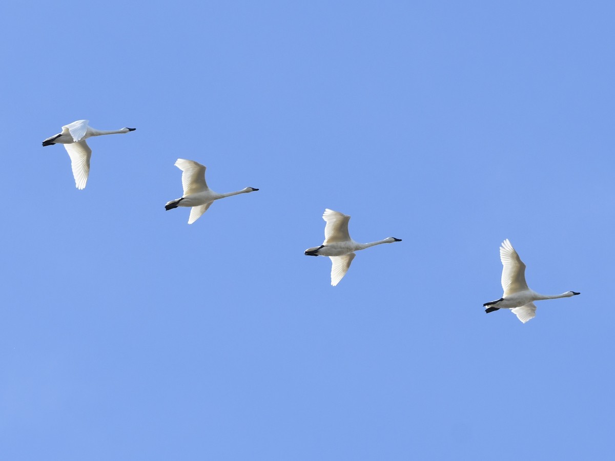 Tundra Swan - ML644776385