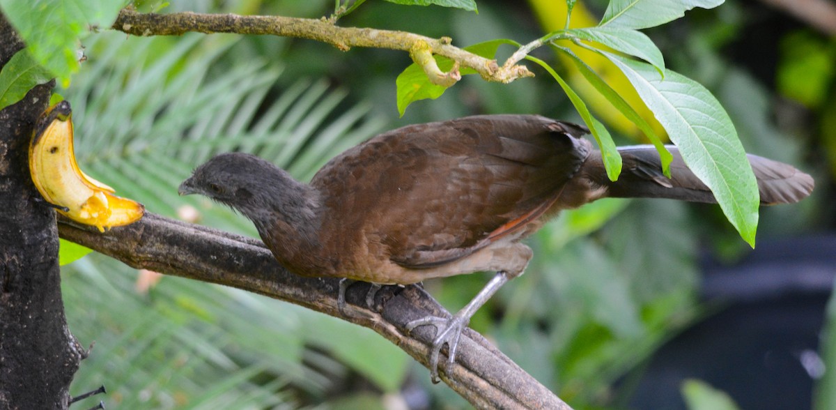 gråhodehokko - ML644776398