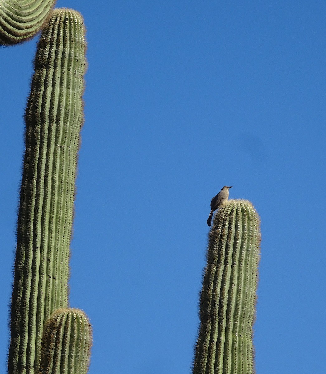 Curve-billed Thrasher (palmeri Group) - ML644776402