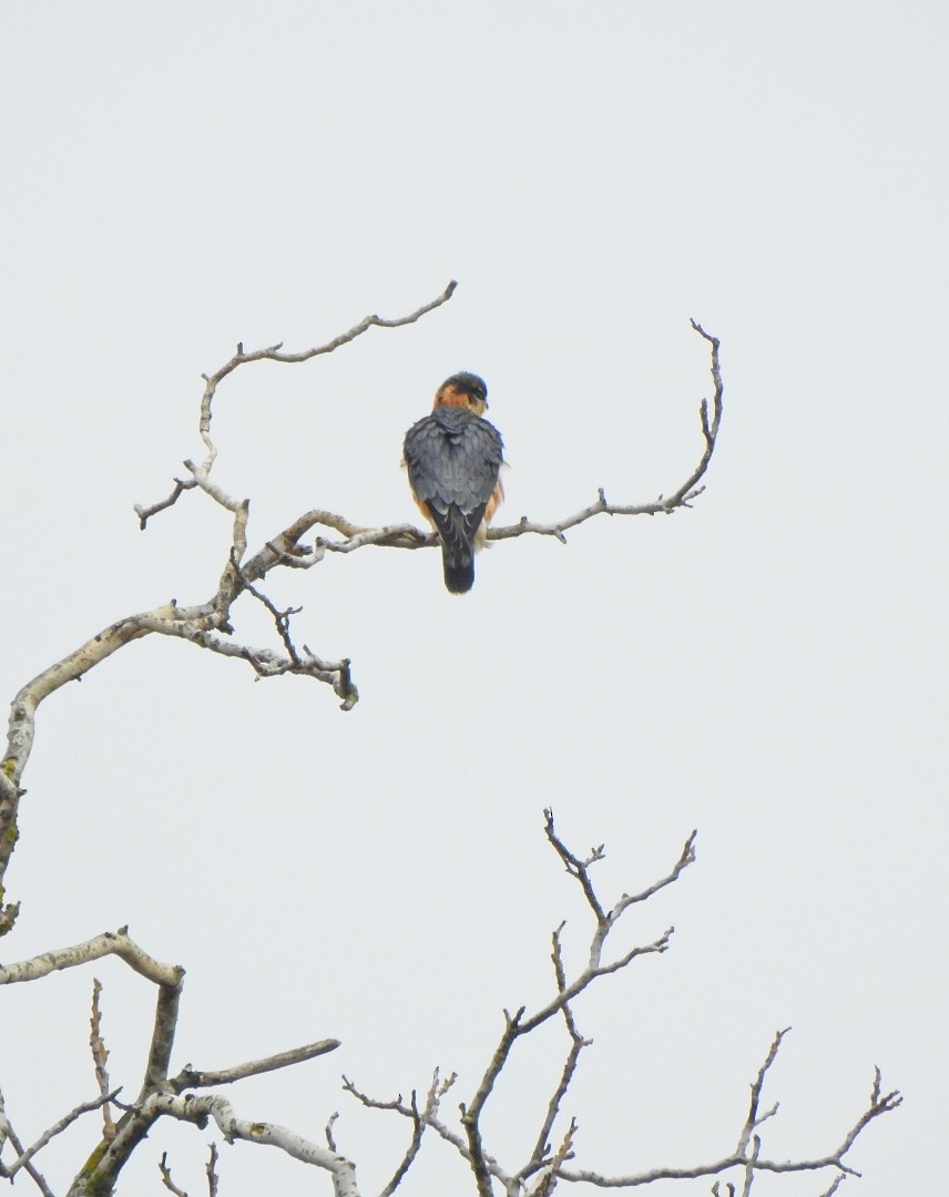 Merlin - ML644776405