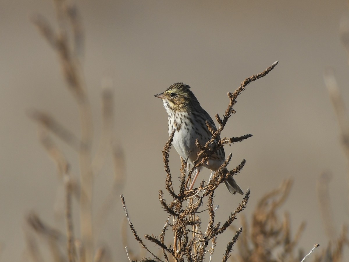 Savannah Sparrow - ML644776408