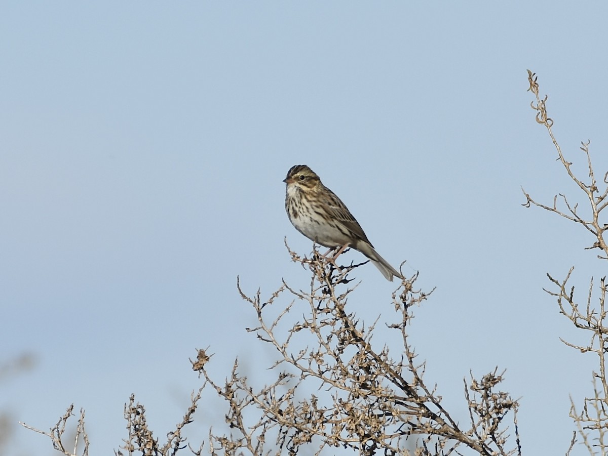 Savannah Sparrow - ML644776409
