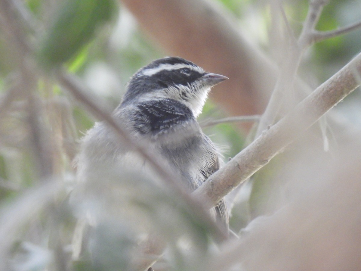 Collared Warbling Finch - ML644776410