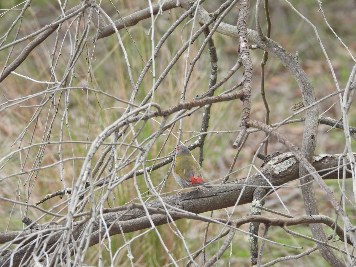 Red-browed Firetail - ML644776455