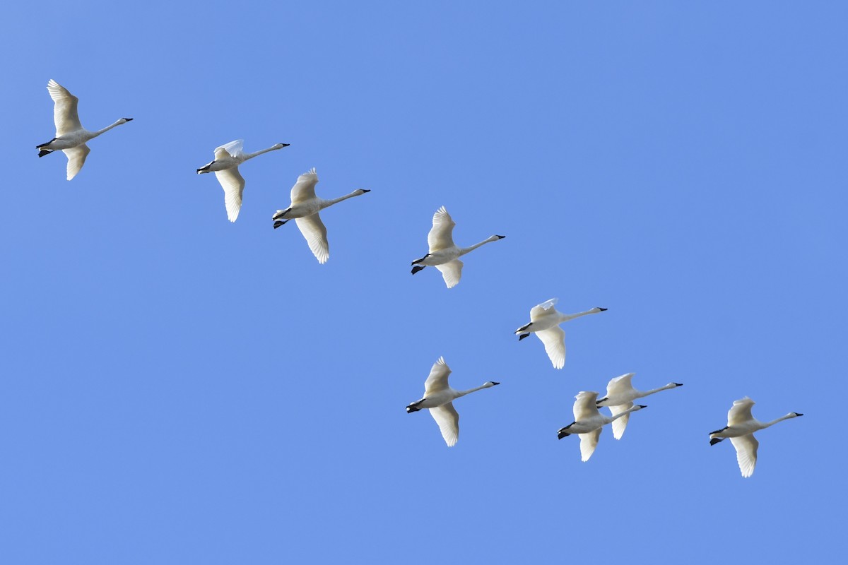 Tundra Swan - ML644776459