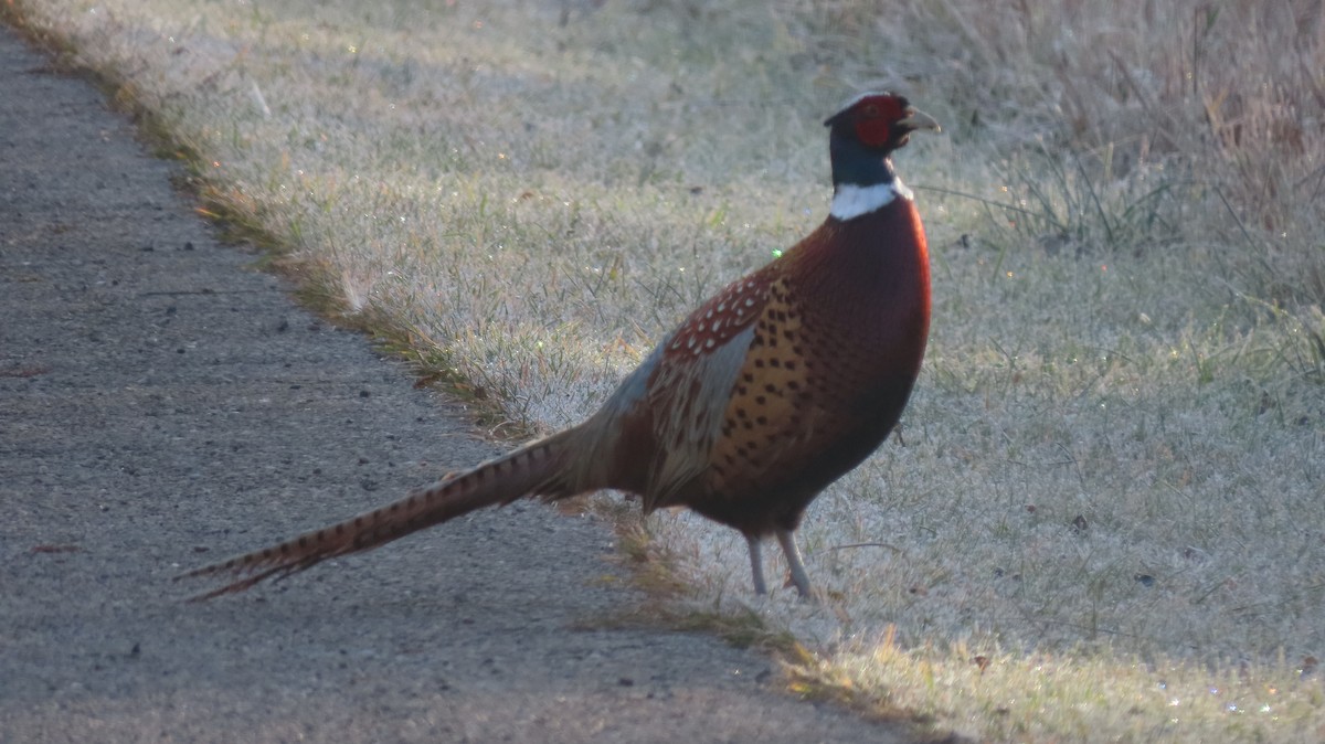 Ring-necked Pheasant - ML644776461
