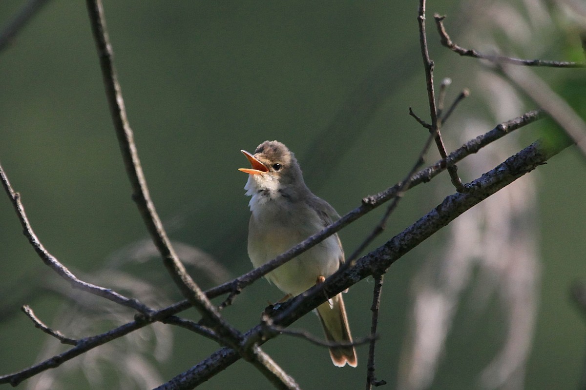 Marsh Warbler - ML644776464