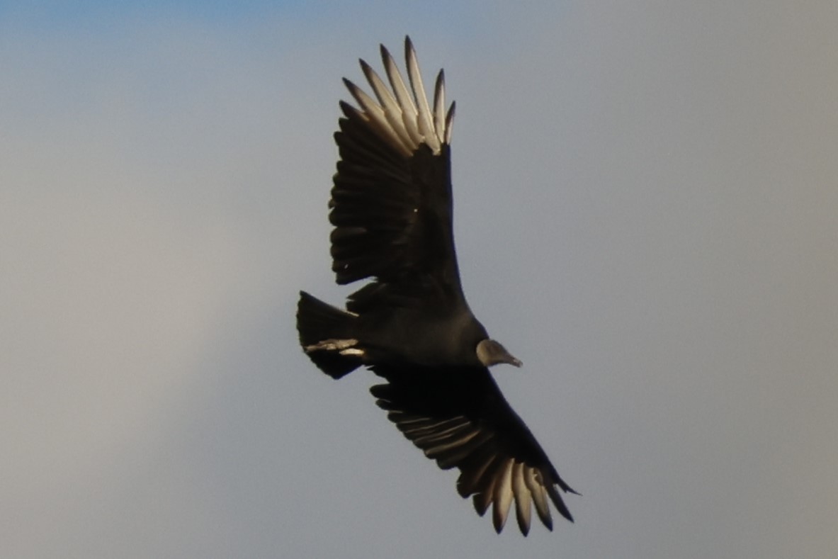 Катарта чорна - ML644776465