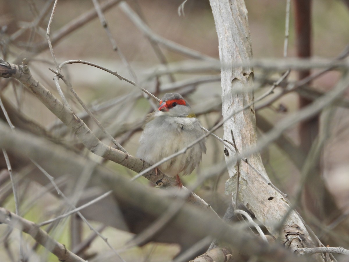 Red-browed Firetail - ML644776466