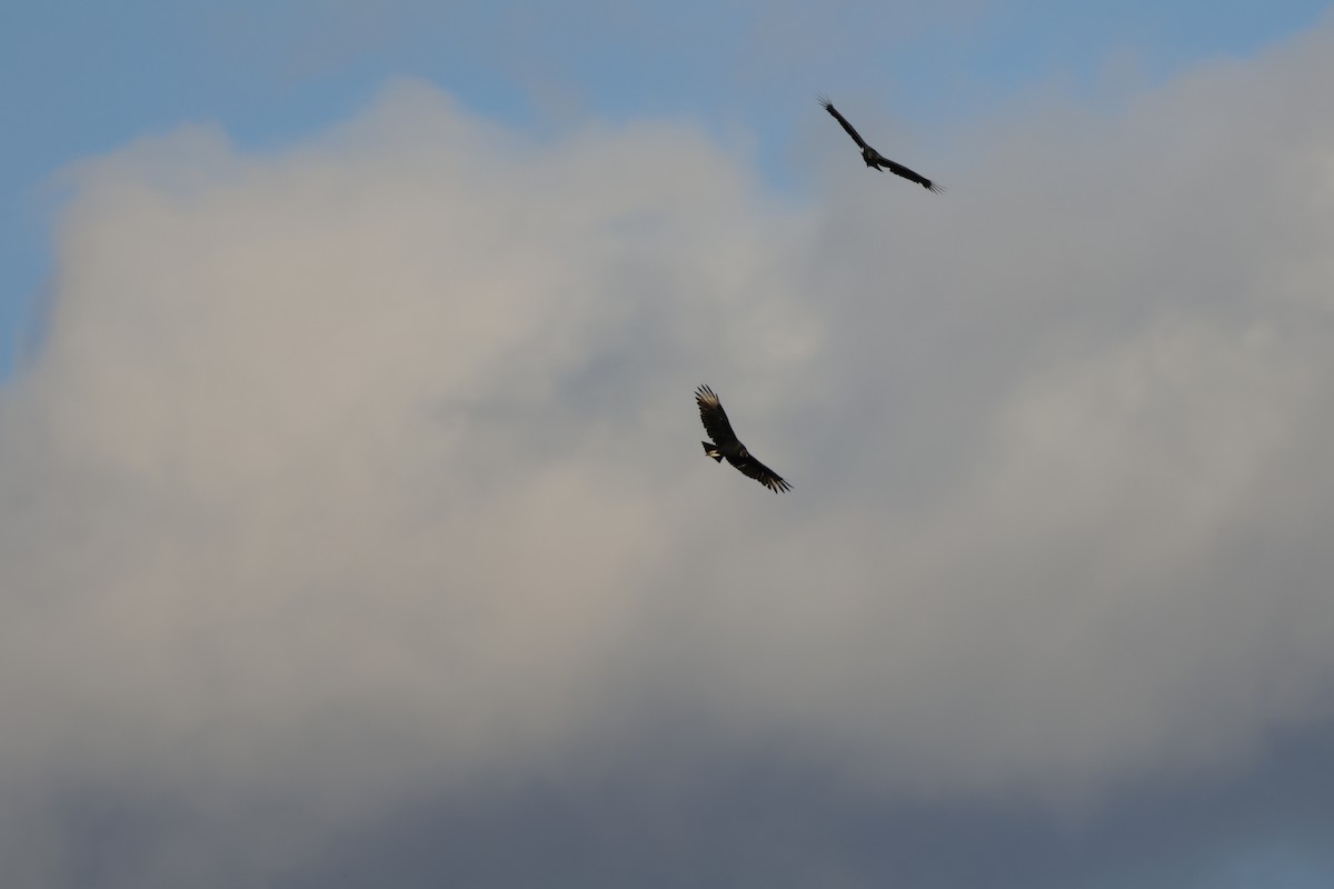 Катарта чорна - ML644776468