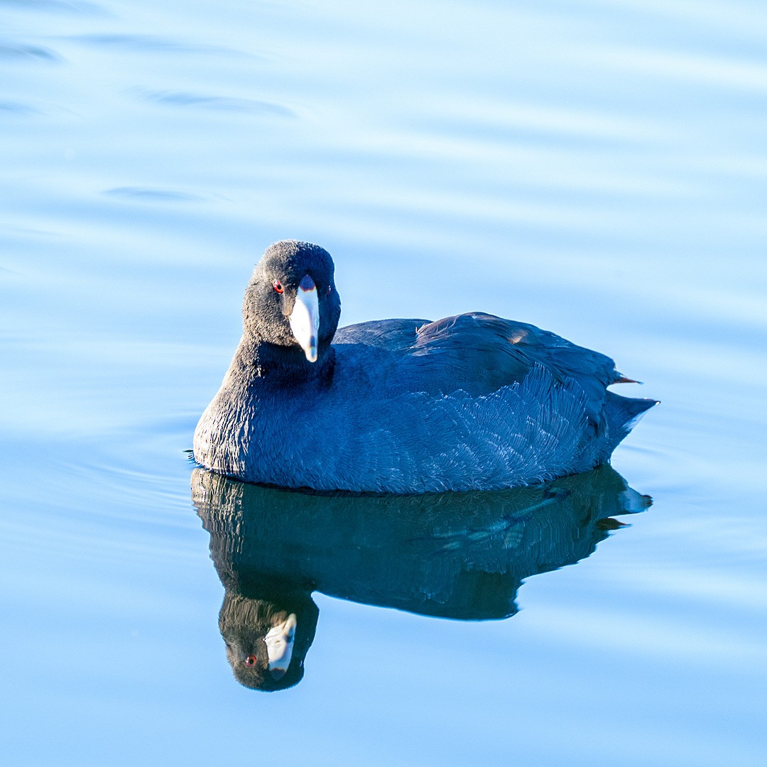 Focha Americana - ML644776469