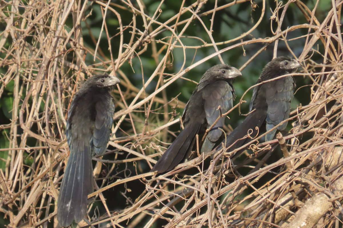 ミゾハシカッコウ - ML644776475