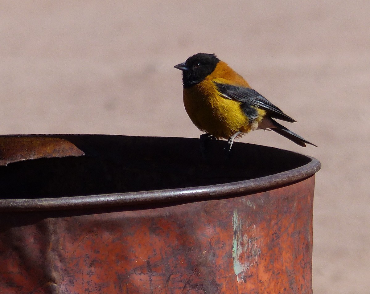 Black-hooded Sierra Finch - ML644776490