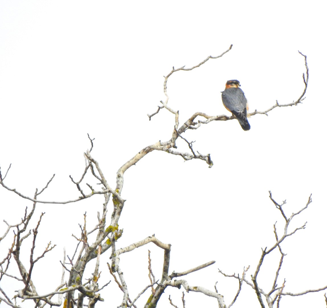 Merlin - ML644776495