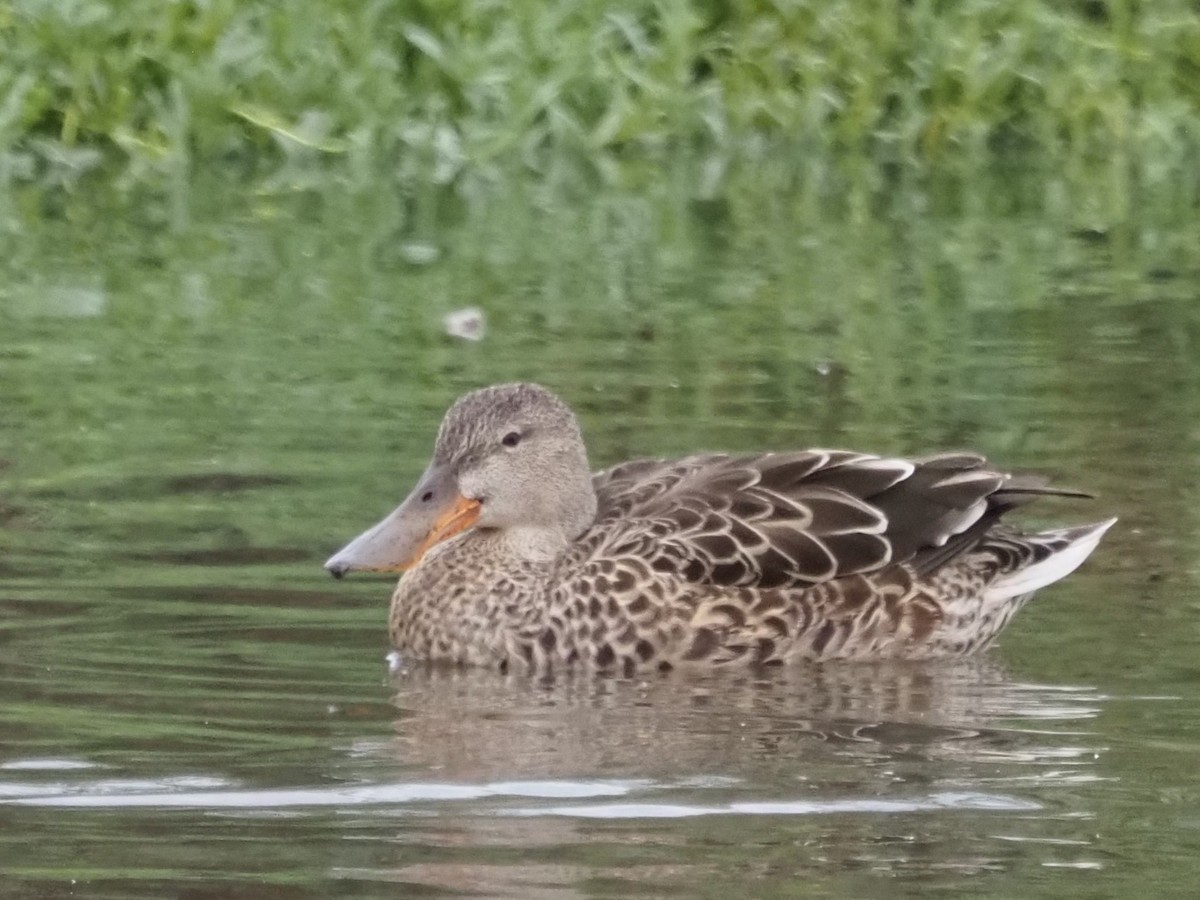 skjeand - ML644776507