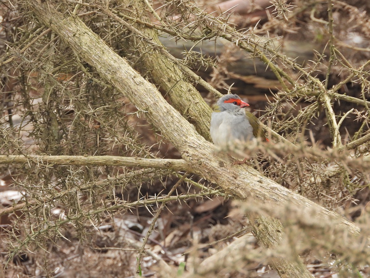 Red-browed Firetail - ML644776508