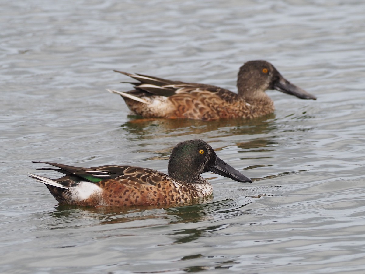 skjeand - ML644776509