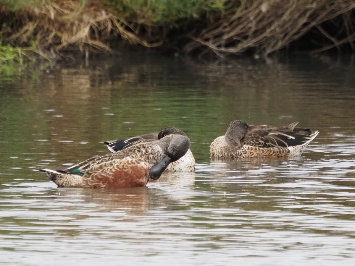 skjeand - ML644776510