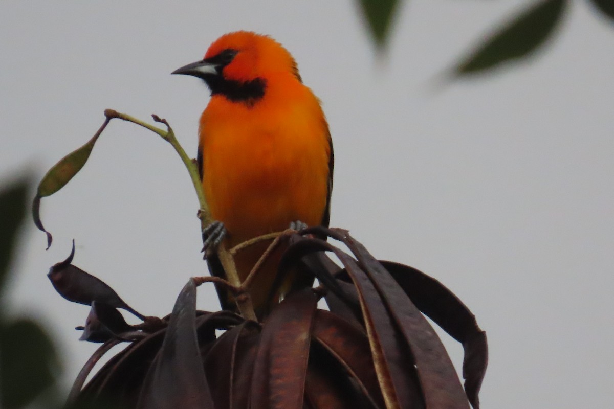 Altamira Oriole - ML644776511