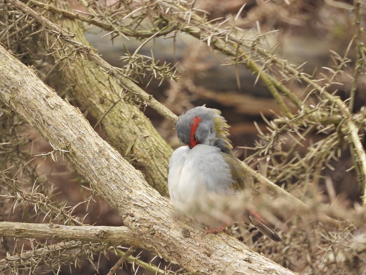 Red-browed Firetail - ML644776519