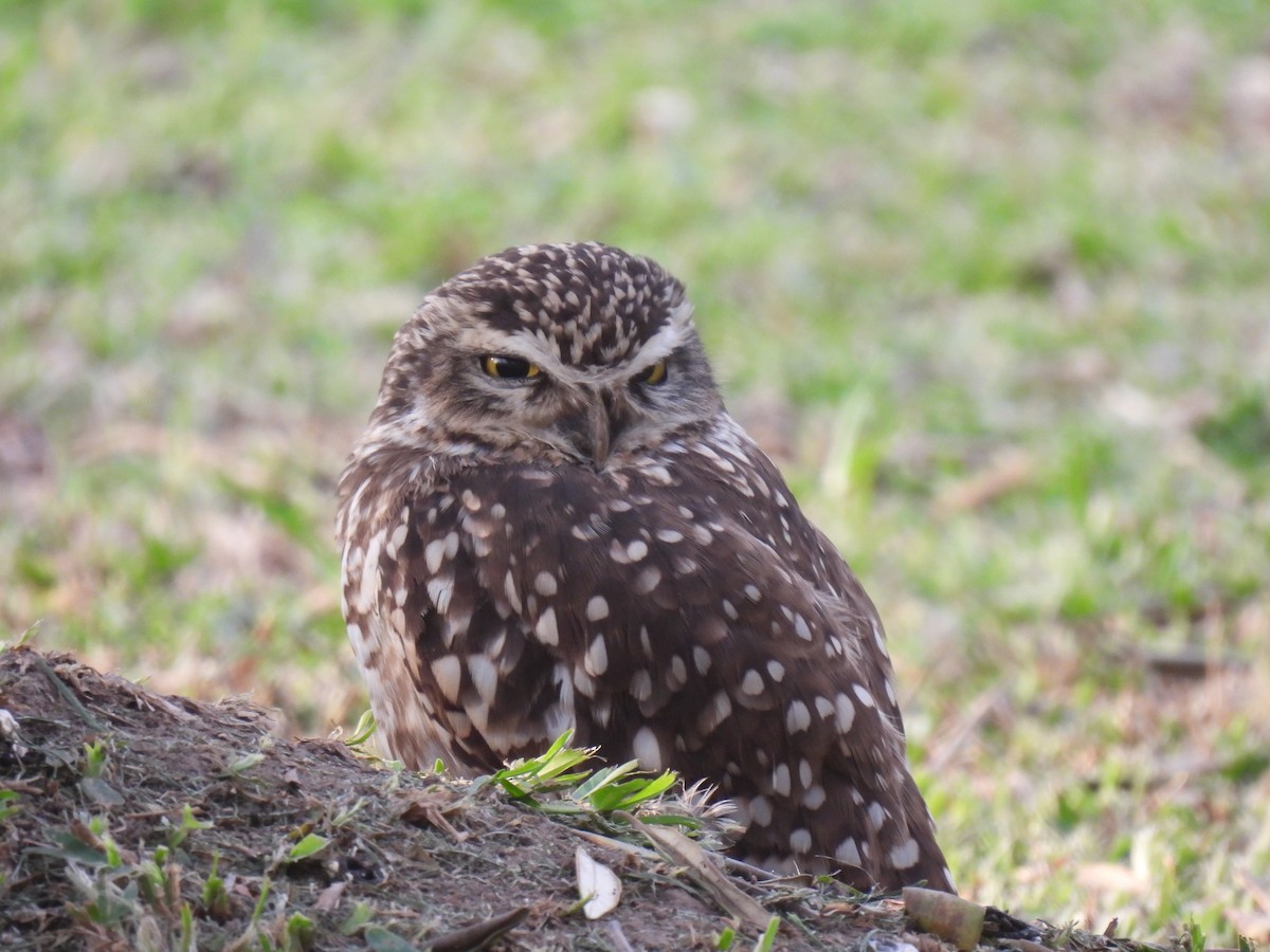 sýček králičí - ML644776524