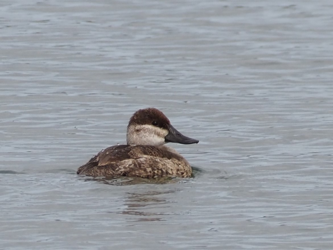 Schwarzkopf-Ruderente - ML644776533