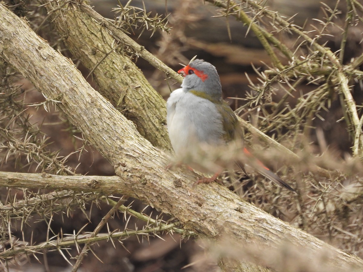 Red-browed Firetail - ML644776536