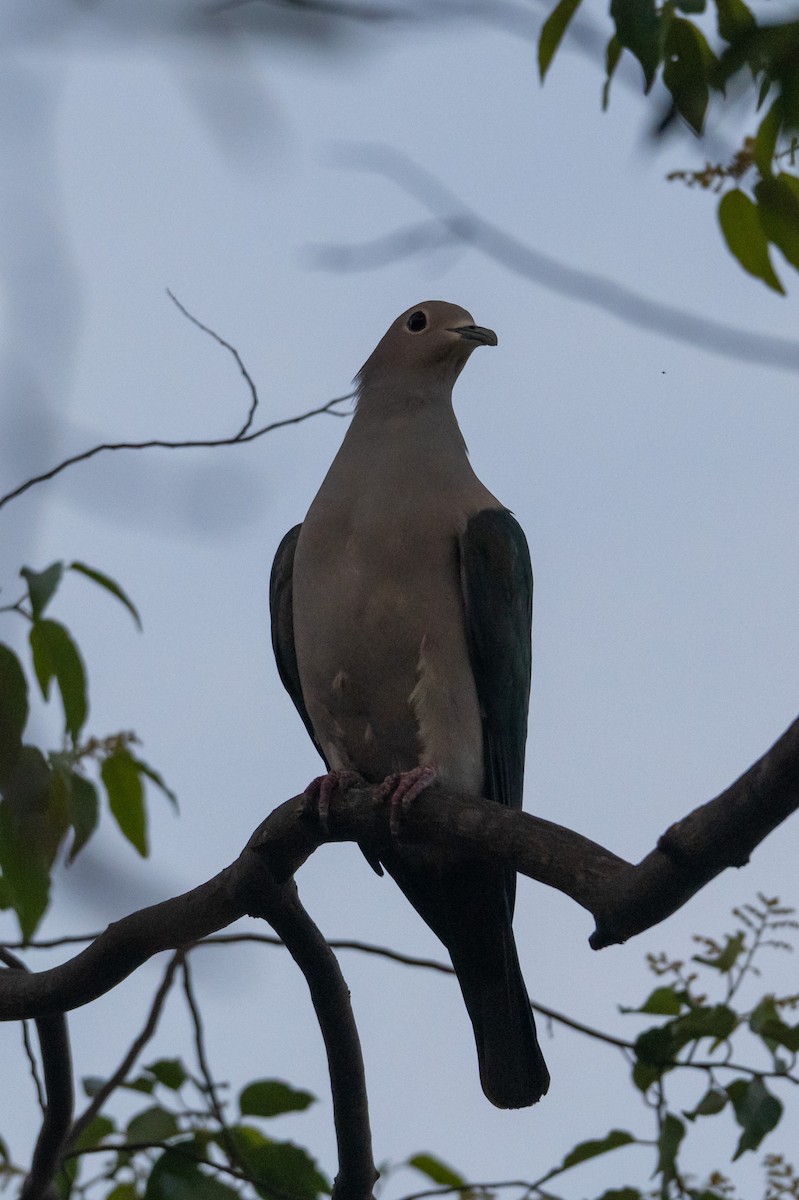 Yeşil Has Güvercin - ML644776537