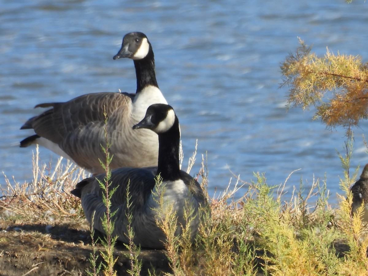 Canada Goose - ML644776539
