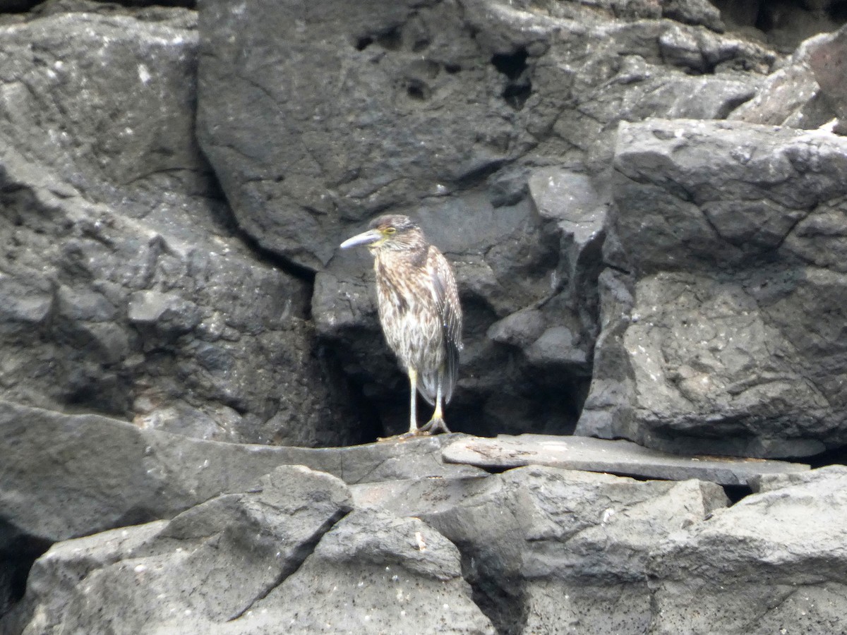 Sarı Tepeli Gece Balıkçılı - ML644776541