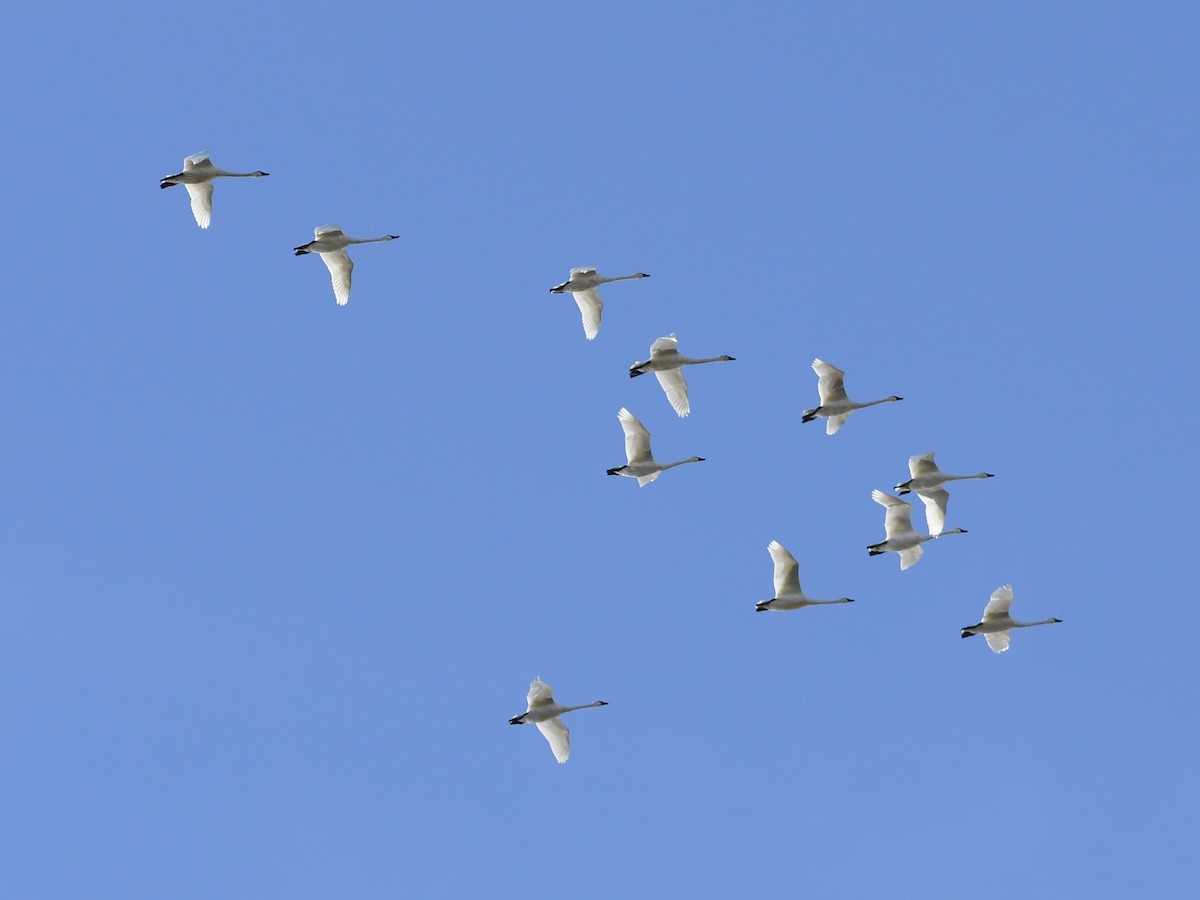 Tundra Swan - ML644776553