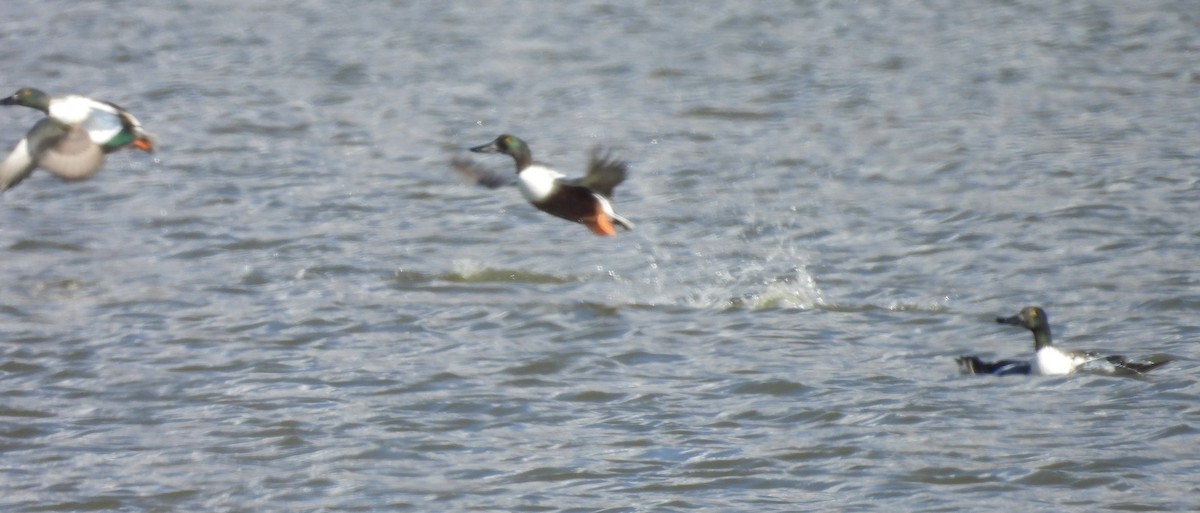 skjeand - ML644776555