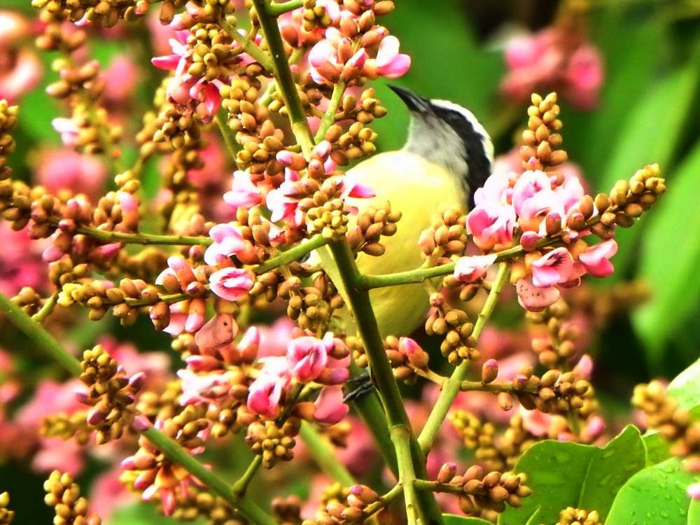 Bananaquit - ML644776559