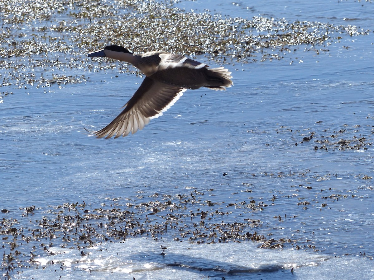 Puna Teal - ML644776563