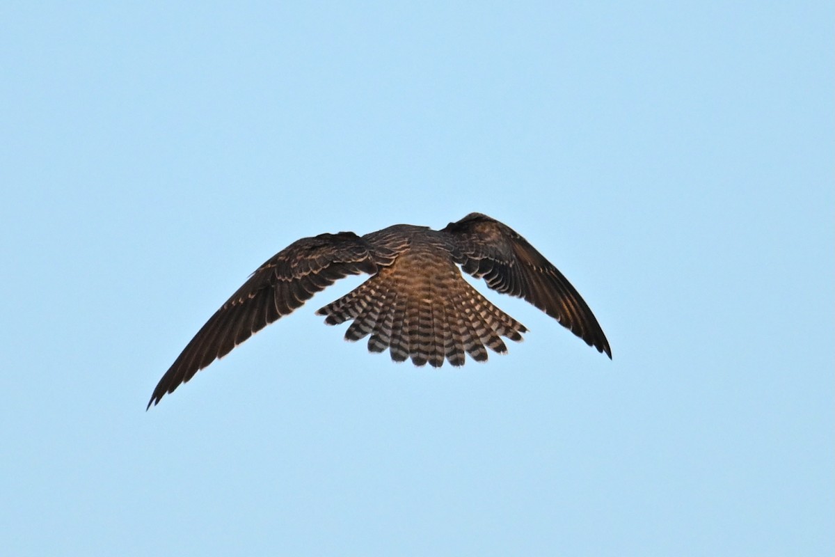 Belatz mantxuriarra - ML644776565