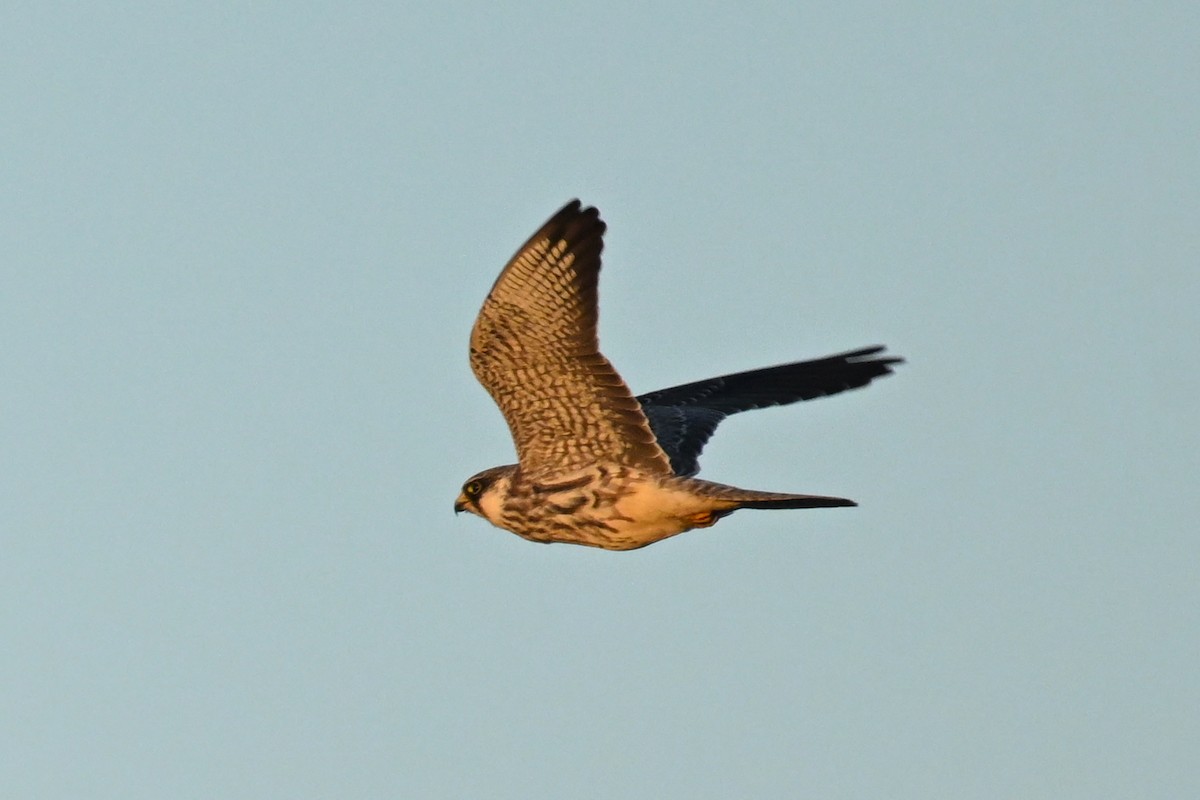 Belatz mantxuriarra - ML644776566