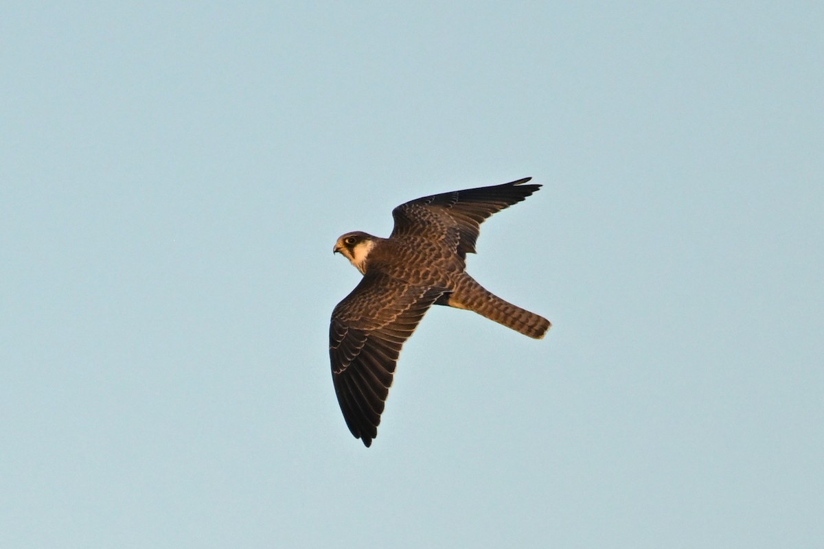 Belatz mantxuriarra - ML644776567