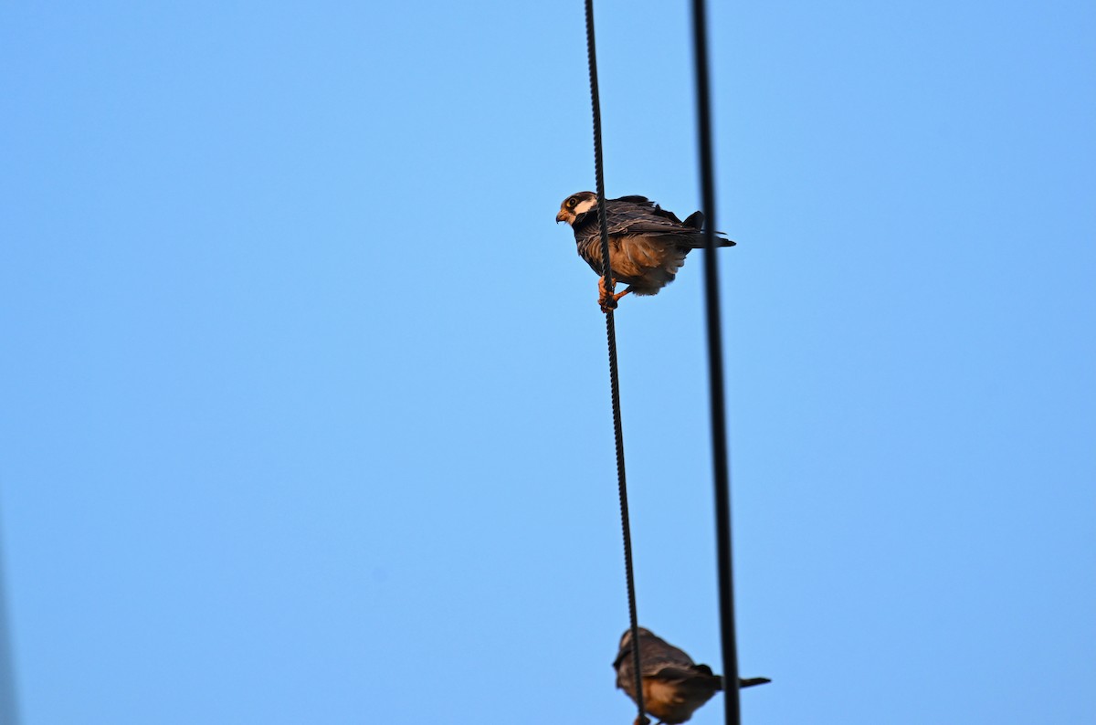 Belatz mantxuriarra - ML644776568