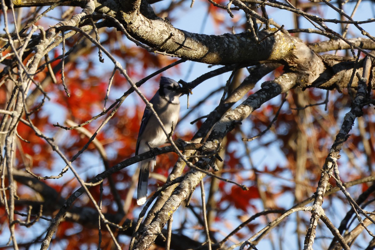 Blue Jay - ML644776569