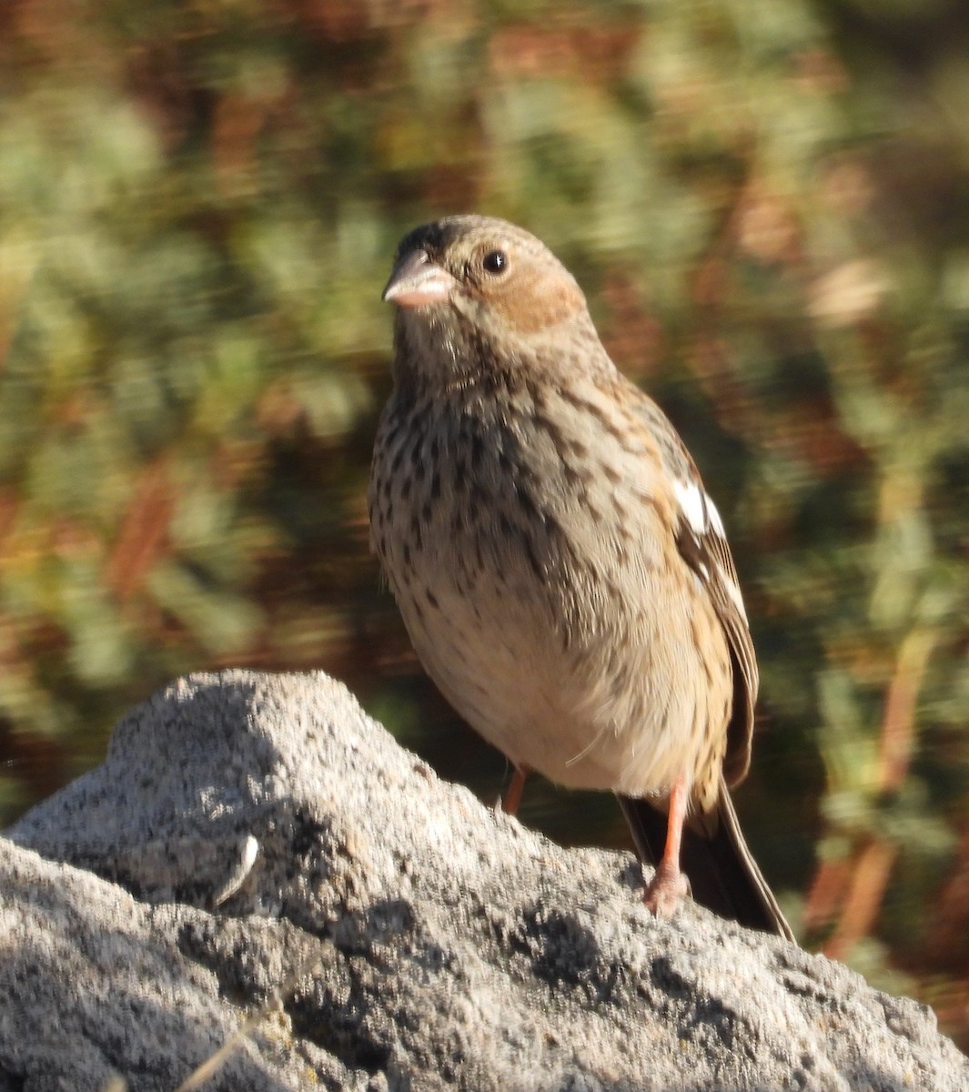 Karaca And İspinozu - ML644776571