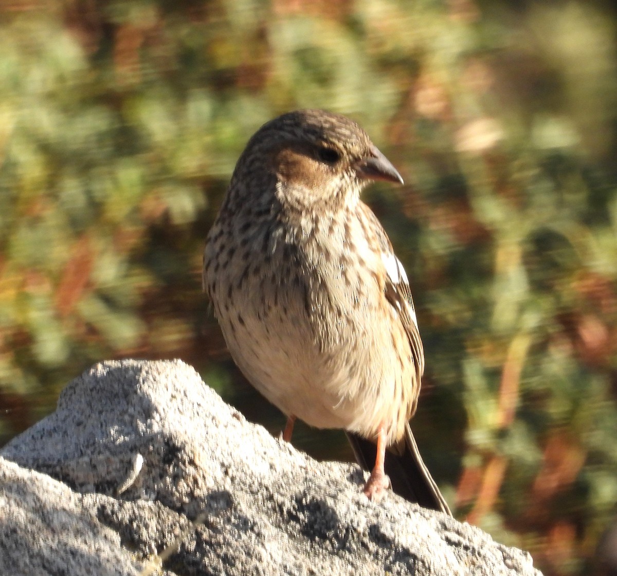 Karaca And İspinozu - ML644776572