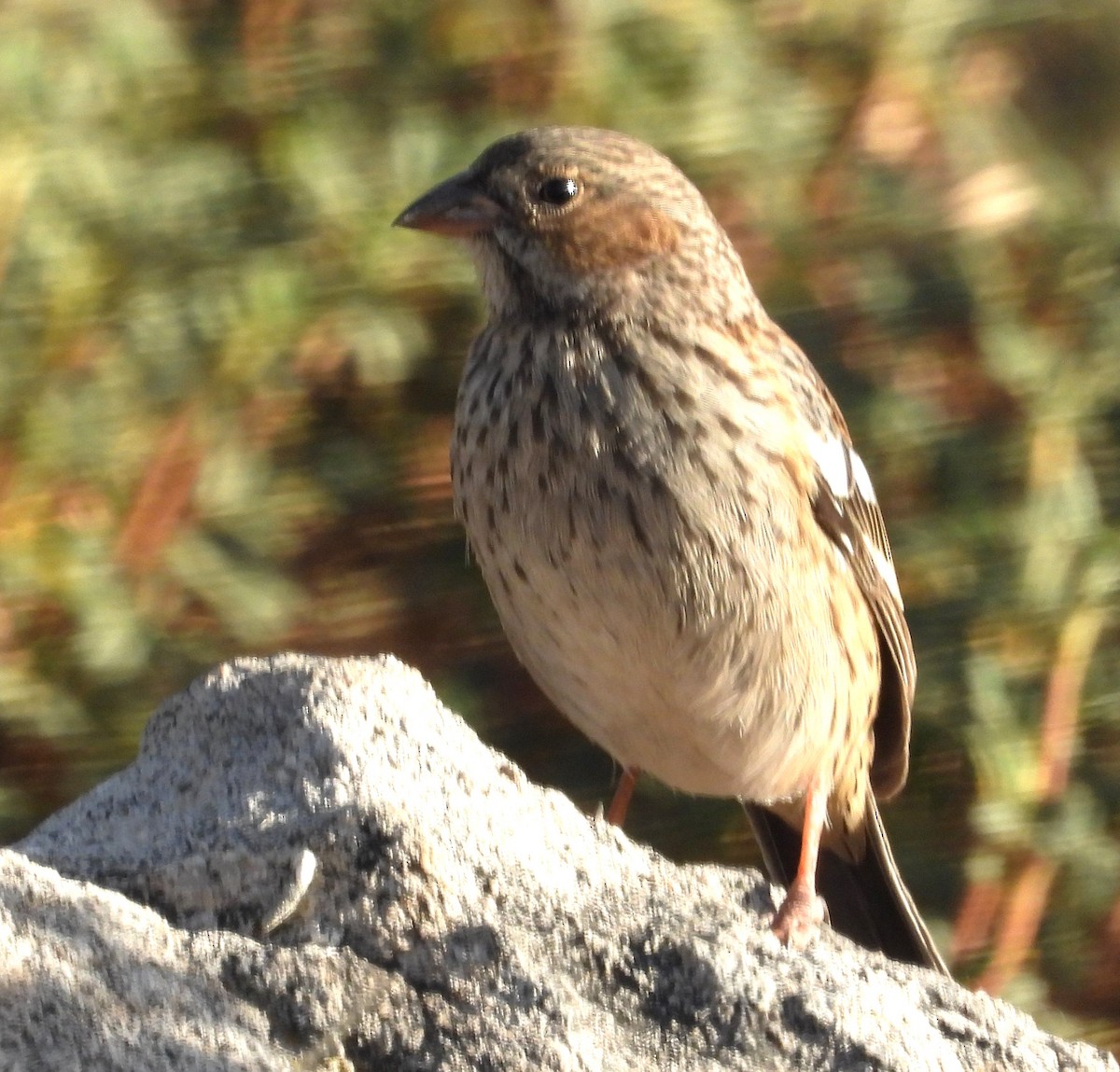 Karaca And İspinozu - ML644776573