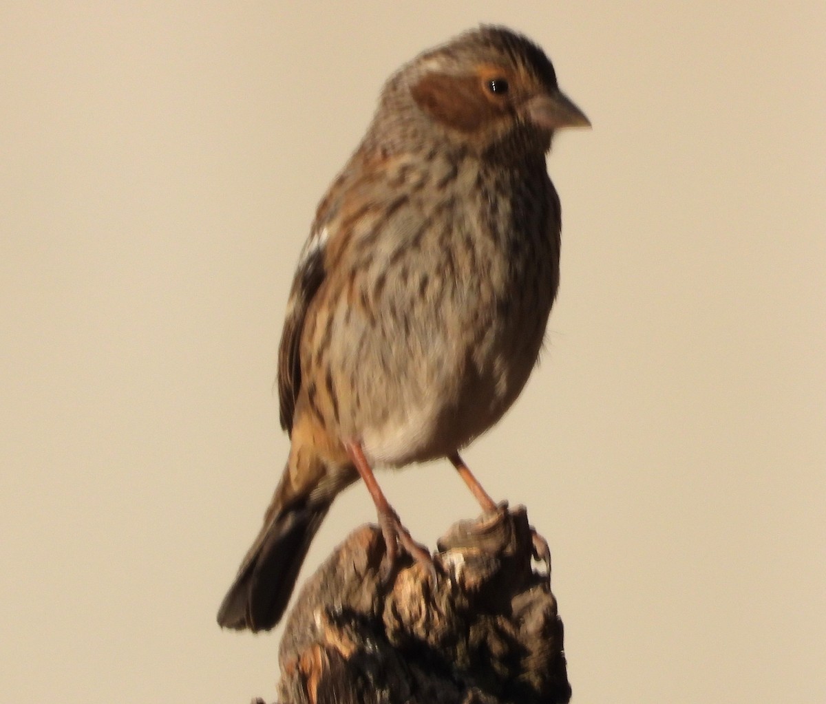 Karaca And İspinozu - ML644776574