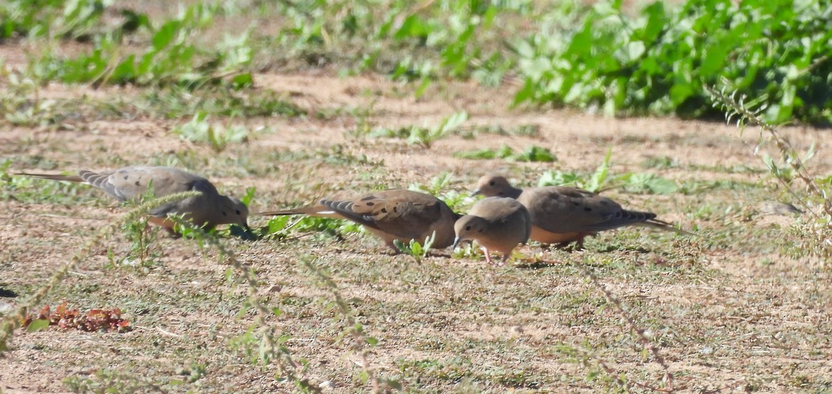 Zenaida Huilota - ML644776577