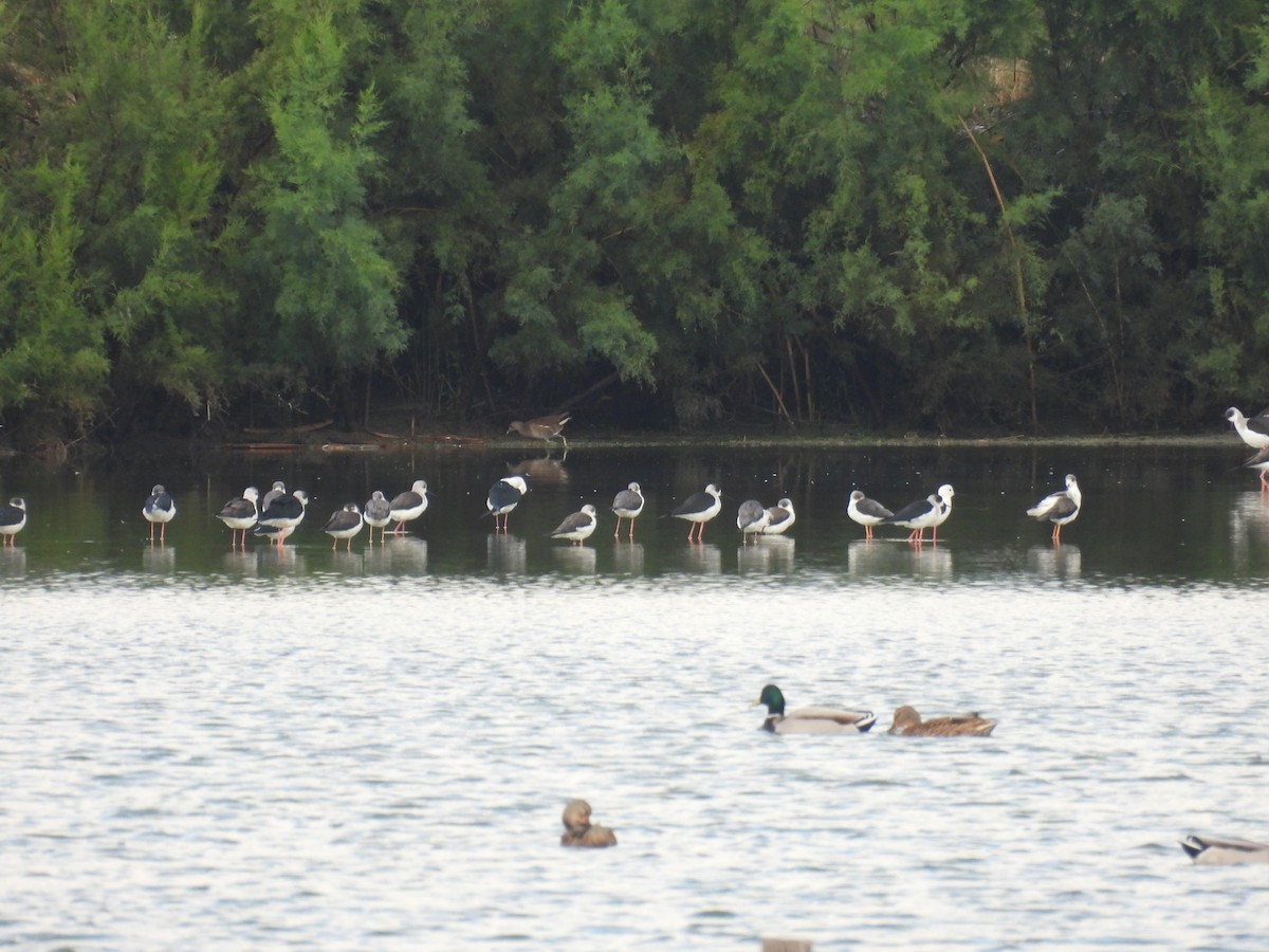 高蹺鴴 - ML644776584