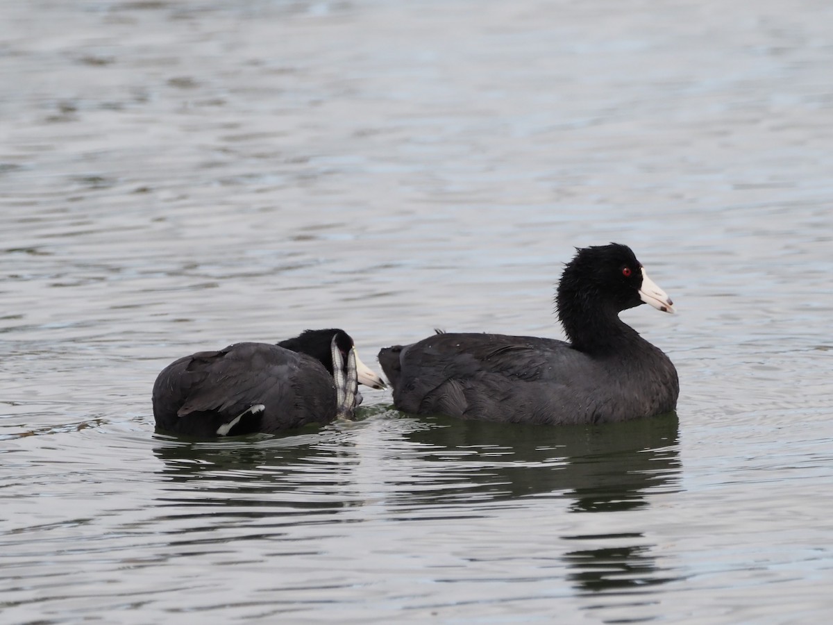 Focha Americana - ML644776587