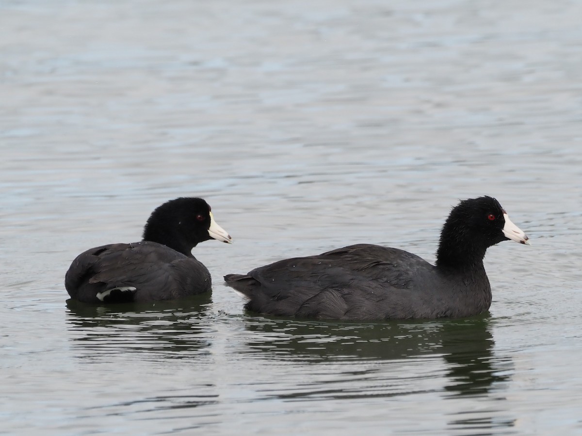 Focha Americana - ML644776588