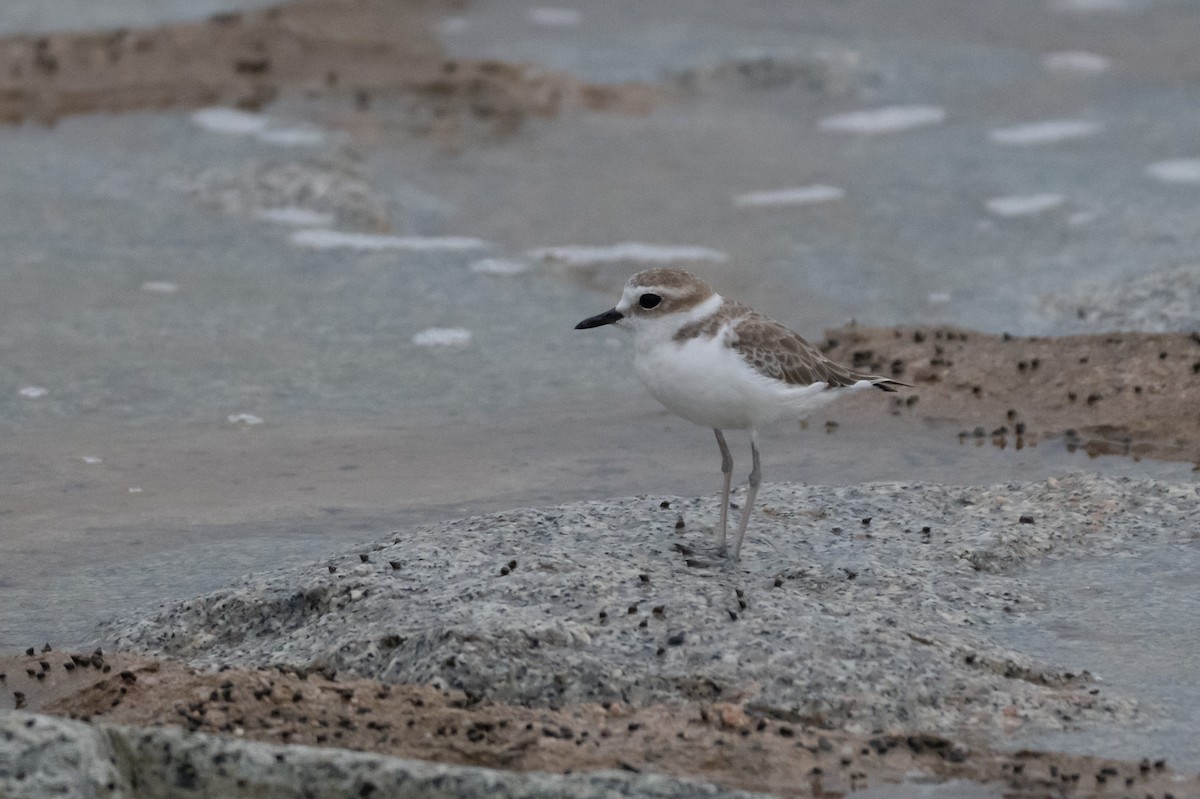 White-faced Plover - ML644776594